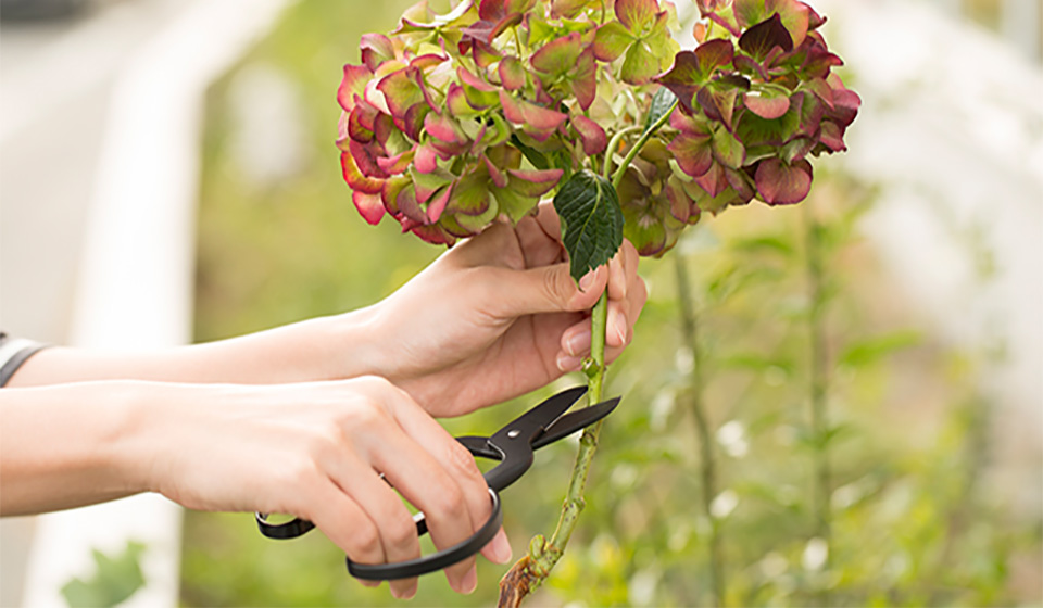 「良い鋏は花を長持ちさせる」と教わりました。小林製鋏のFLORIST